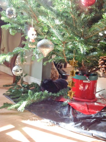 Beatrice under the tree -- her favorite spot. 