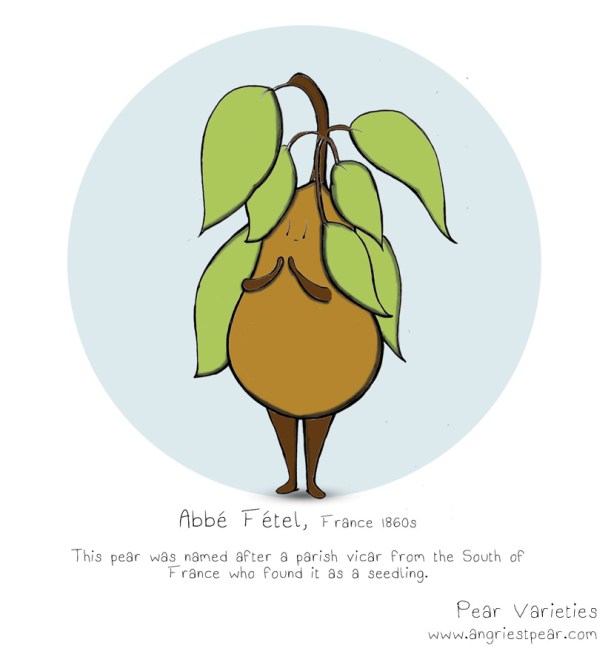 Abbe Fetel pear 1