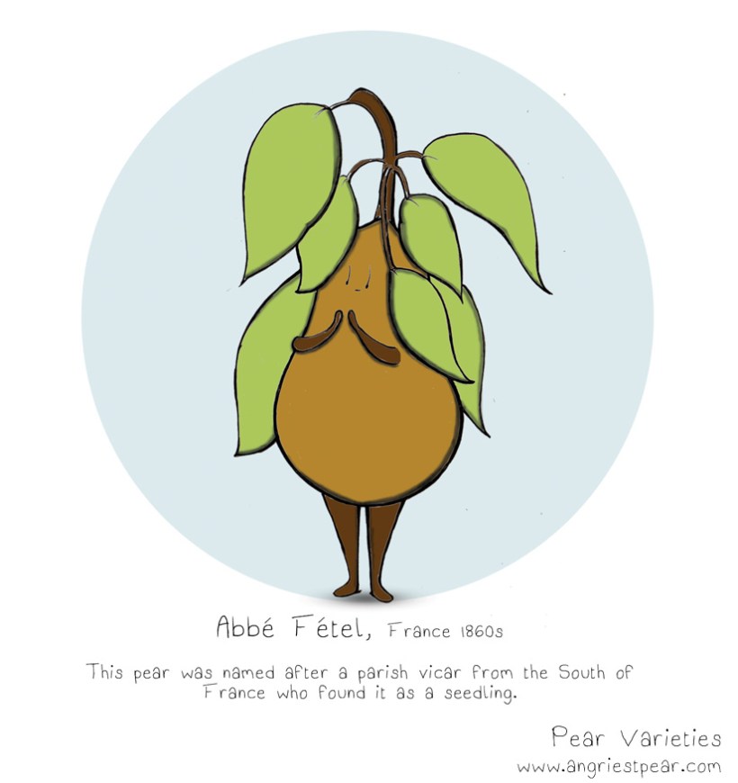 Abbe Fetel pear 1